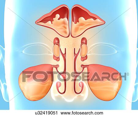 Clip Art - Human nose anatomy, computer illustration.. Fotosearch