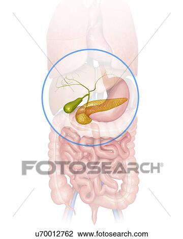 Human pancreas and gall bladder, computer artwork. View Large Illustration Drawing - Human pancreas and gall bladder, computer artwork.. Fotosearch