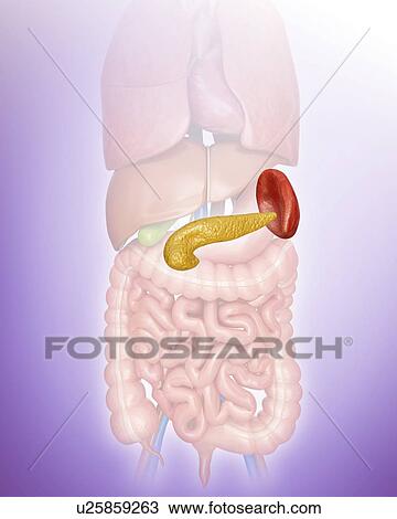 Human pancreas and spleen, computer illustration. View Large Illustration Drawing - Human pancreas and spleen, computer illustration.. Fotosearch