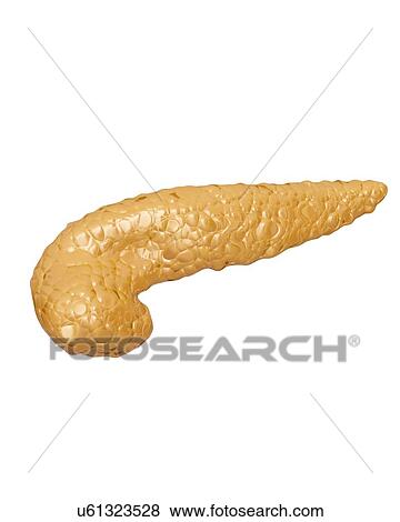 Human pancreas, computer artwork. View Large Illustration Stock Illustration - Human pancreas, computer artwork.. Fotosearch