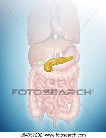 Human pancreas, computer illustration. View Large Illustration Drawing - Human pancreas, computer illustration.. Fotosearch