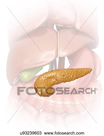 Drawing - Human pancreas, computer illustration.. Fotosearch