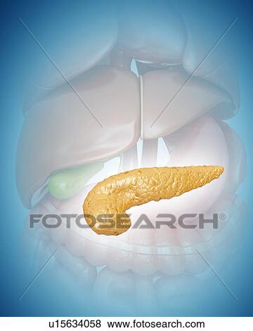 Human pancreas, computer illustration. View Large Illustration Stock Illustration - Human pancreas, computer illustration.. Fotosearch