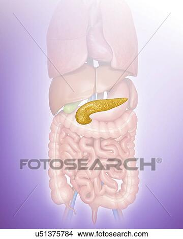 Stock Illustration - Human pancreas, computer illustration.. Fotosearch