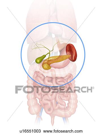 Drawing - Human pancreas, gall bladder and spleen, computer artwork.. Fotosearch