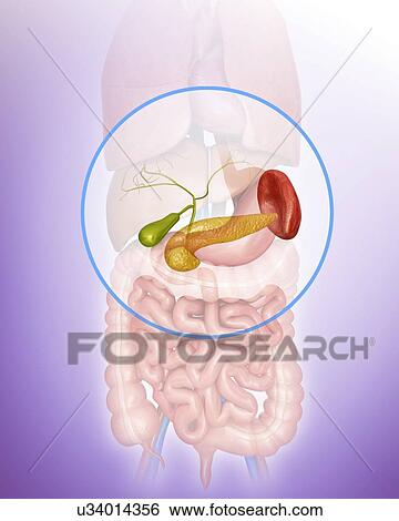 Stock Illustration - Human pancreas, gall bladder and spleen, computer artwork.. Fotosearch