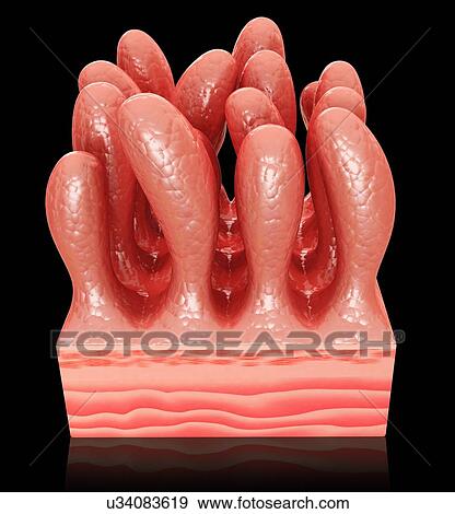 Human small intestinal wall, computer illustration. View Large Illustration Stock Illustration - Human small intestinal wall, computer illustration.. Fotosearch