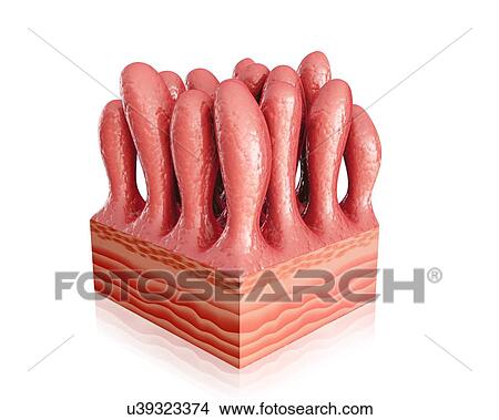 Human small intestinal wall, computer illustration. View Large Illustration Stock Illustration - Human small intestinal wall, computer illustration.. Fotosearch