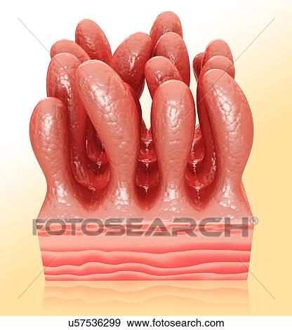 Human small intestinal wall, computer artwork. View Large Illustration Stock Illustration - Human small intestinal wall, computer artwork.. Fotosearch