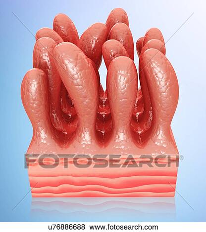 Human small intestinal wall, computer artwork. View Large Illustration Stock Illustration - Human small intestinal wall, computer artwork.. Fotosearch