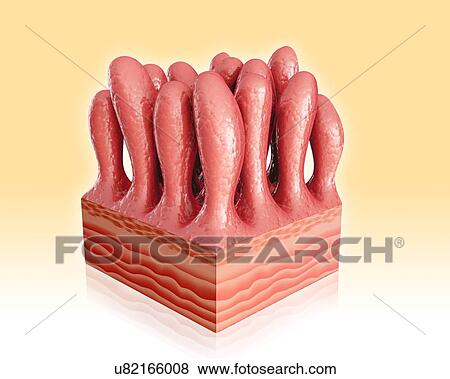 Human small intestinal wall, computer artwork. View Large Illustration Stock Illustration - Human small intestinal wall, computer artwork.. Fotosearch
