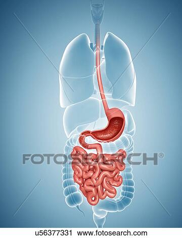 Human small intestine and stomach, computer illustration. View Large Illustration Clip Art - Human small intestine and stomach, computer illustration.. Fotosearch