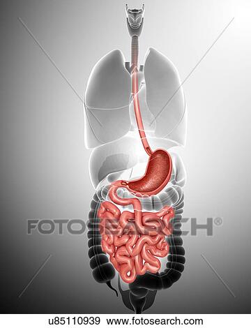 Human small intestine and stomach, computer illustration. View Large Illustration Stock Illustration - Human small intestine and stomach, computer illustration.. Fotosearch