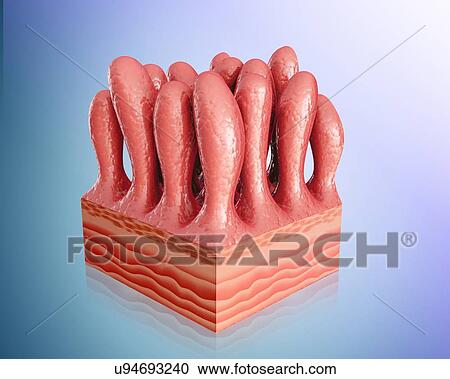 Clipart - Human small intestine wall, computer illustration.. Fotosearch