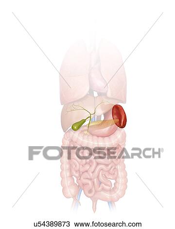 Drawing - Human spleen and gall bladder, computer illustration.. Fotosearch