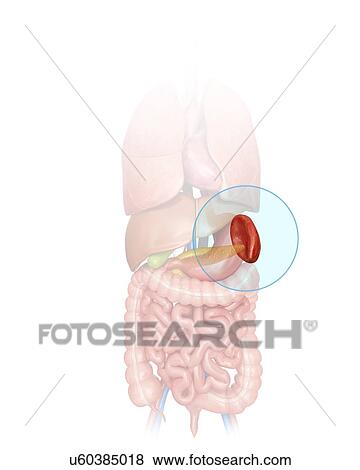 Human spleen, computer artwork. View Large Illustration Stock Illustration - Human spleen, computer artwork.. Fotosearch