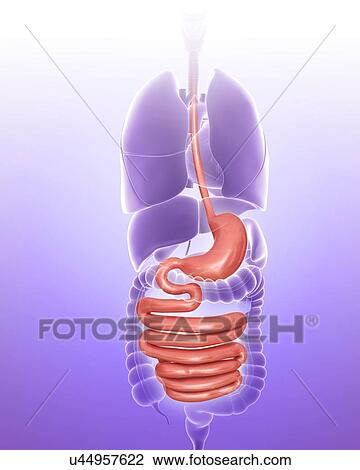 Human stomach and intestine, computer illustration. View Large Illustration Drawing - Human stomach and intestine, computer illustration.. Fotosearch