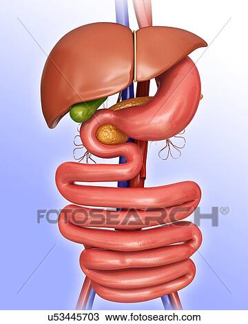 Human stomach and liver, computer illustration. View Large Illustration Drawing - Human stomach and liver, computer illustration.. Fotosearch