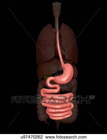 Human stomach and small intestine, computer illustration. View Large Illustration Drawing - Human stomach and small intestine, computer illustration.. Fotosearch