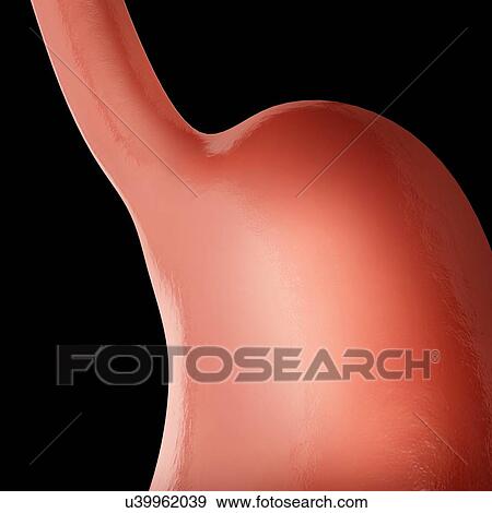 Human stomach, computer artwork. View Large Illustration Stock Illustration - Human stomach, computer artwork.. Fotosearch