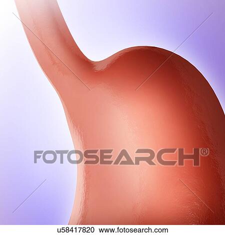 Clipart - Human stomach, computer illustration.. Fotosearch