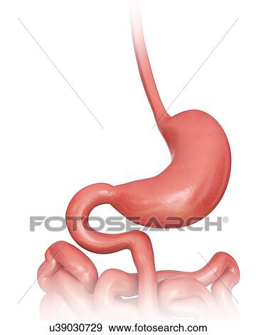 Human stomach, computer illustration. View Large Illustration Stock Illustration - Human stomach, computer illustration.. Fotosearch
