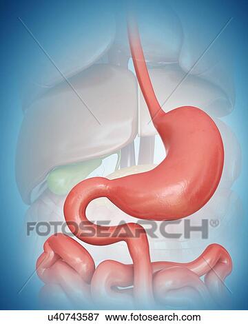 Human stomach, computer illustration View Large Illustration Stock Illustration - Human stomach, computer illustration. Fotosearch