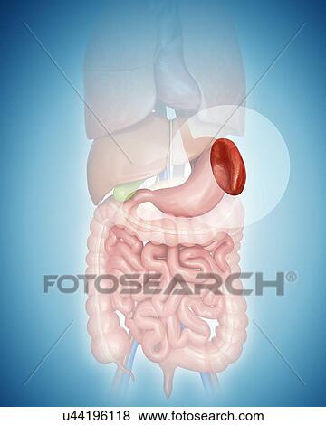Human stomach, computer illustration. View Large Illustration Stock Illustration - Human stomach, computer illustration.. Fotosearch