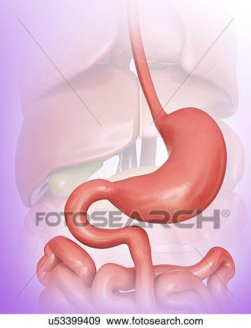 Human stomach, computer illustration. View Large Illustration Stock Illustration - Human stomach, computer illustration.. Fotosearch