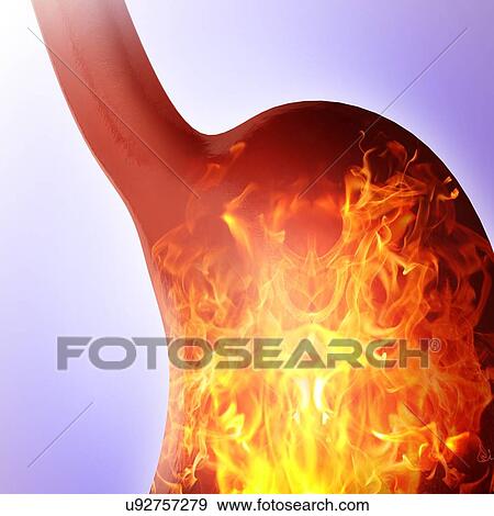 Human stomach, computer illustration. View Large Illustration Stock Illustration - Human stomach, computer illustration.. Fotosearch