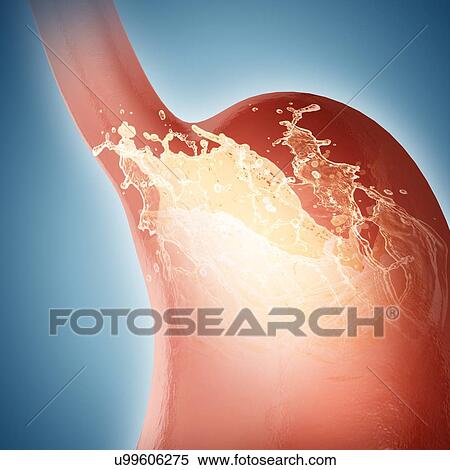 Stock Illustration - Human stomach, computer illustration.. Fotosearch