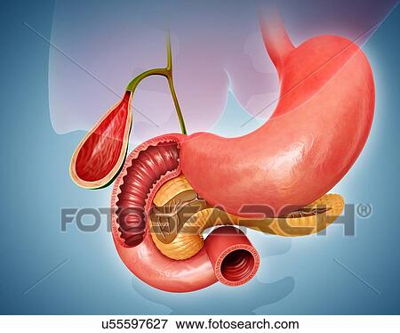 Human stomach, gall bladder and small intestine, computer illustration. View Large Illustration Stock Illustration - Human stomach, gall bladder and small intestine, computer illustration.. Fotosearch