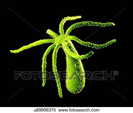 Hydra, computer illustration. View Large Illustration Stock Illustration - Hydra, computer illustration.. Fotosearch