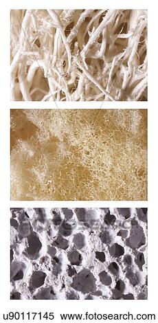 Stock Illustration - Loofa, natural sponge and pumice, close up.. Fotosearch