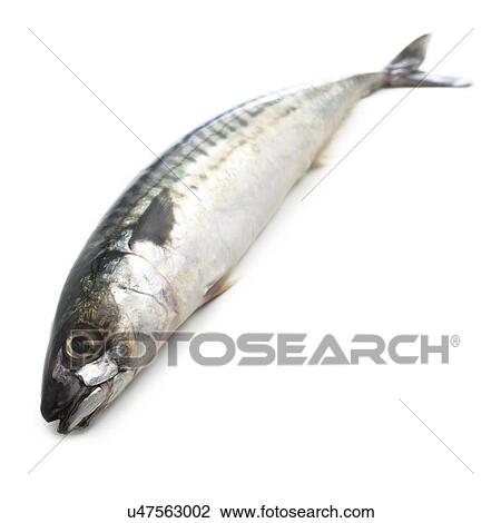 Drawing - Mackerel against a white background.. Fotosearch