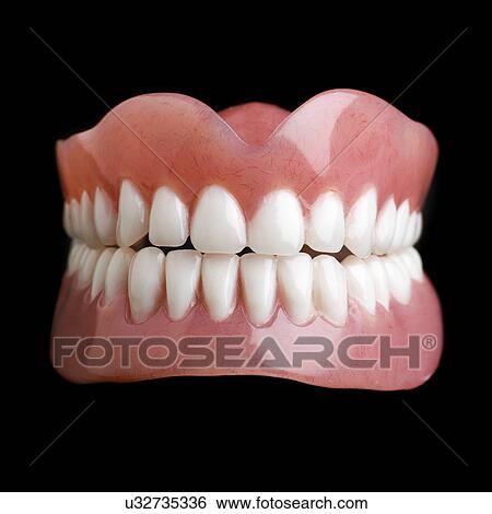 Stock Illustration - Model of human teeth, close up.. Fotosearch