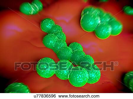 Stock Illustration - MRSA (methicillin-resistant Staphylococcus aureus) bacteria, computer illustration.. Fotosearch