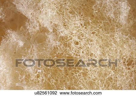 Drawing - Natural sponge, close up.. Fotosearch