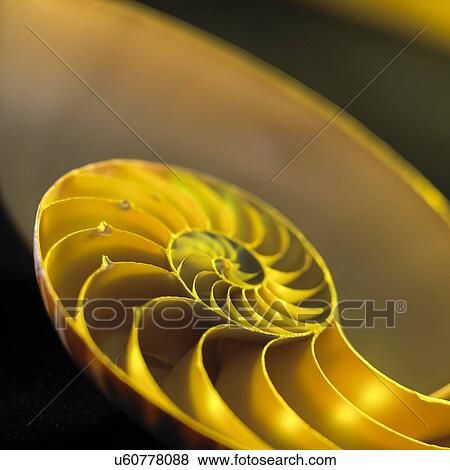 Stock Illustration - Nautilus shell, close up.. Fotosearch