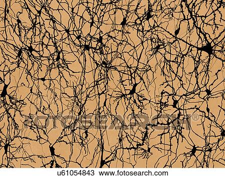 Nerve cells, computer illustration. View Large Illustration Drawing - Nerve cells, computer illustration.. Fotosearch