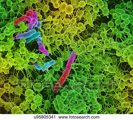 Clip Art - Oral bacteria. Coloured scanning electron micrograph (SEM) of mixed oral bacteria (Streptococcus, round) and bacilli bacteria, with the intercellular strands being eDNA (extracellular deoxyribonucleic acid).. Fotosearch