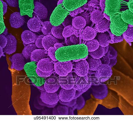 Clipart - Oral bacteria. Coloured scanning electron micrograph (SEM) of mixed oral bacteria (cocci and bacilli).. Fotosearch