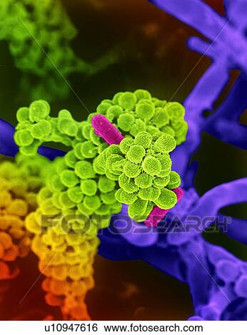 Oral bacteria. Coloured scanning electron micrograph (SEM) of mixed oral bacteria (Streptococcus, round) with some bacilli bacteria (rod-shaped). View Large Illustration Stock Illustration - Oral bacteria. Coloured scanning electron micrograph (SEM) of mixed oral bacteria (Streptococcus, round) with some bacilli bacteria (rod-shaped).. Fotosearch