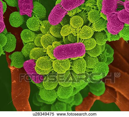 Stock Illustration - Oral bacteria. Coloured scanning electron micrograph (SEM) of mixed oral bacteria (cocci and bacilli).. Fotosearch