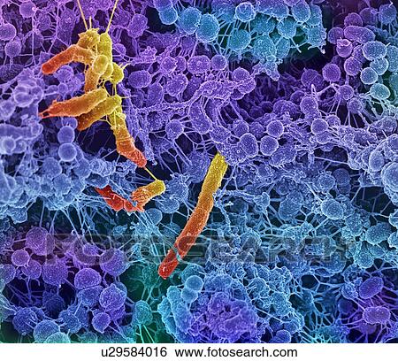 Oral bacteria. Coloured scanning electron micrograph (SEM) of mixed oral bacteria (Streptococcus, round) and bacilli bacteria, with the intercellular strands being eDNA (extracellular deoxyribonucleic acid). View Large Illustration Stock Illustration - Oral bacteria. Coloured scanning electron micrograph (SEM) of mixed oral bacteria (Streptococcus, round) and bacilli bacteria, with the intercellular strands being eDNA (extracellular deoxyribonucleic acid).. Fotosearch