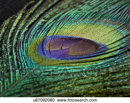 Clipart - Peacock feather, close up.. Fotosearch