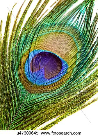 Stock Illustration - Peacock feather, close up.. Fotosearch