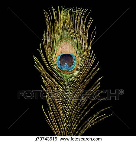 Stock Illustration - Peacock feather, close up.. Fotosearch
