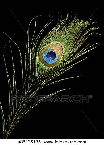Stock Illustration - Peacock feather, close up.. Fotosearch