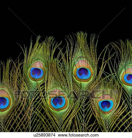 Stock Illustration - Peacock feathers, close up.. Fotosearch